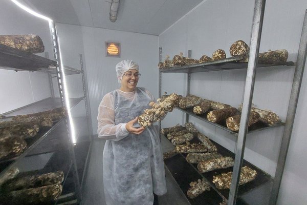 serra_lua_cogumelos1