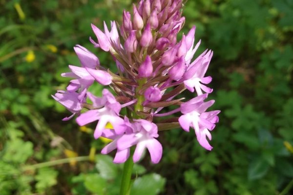 8_foto_orquideas
