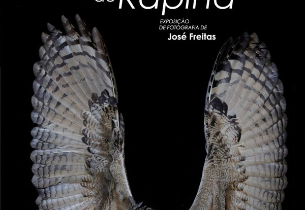 cartaz_aves_de_rapina_02
