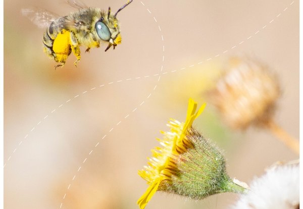 cartaz_insetos_em_ordem_02