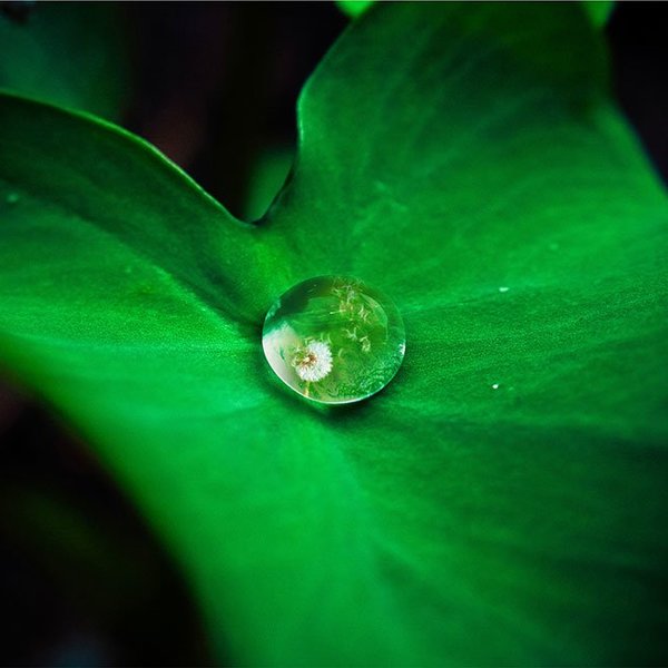 gota sobre folha