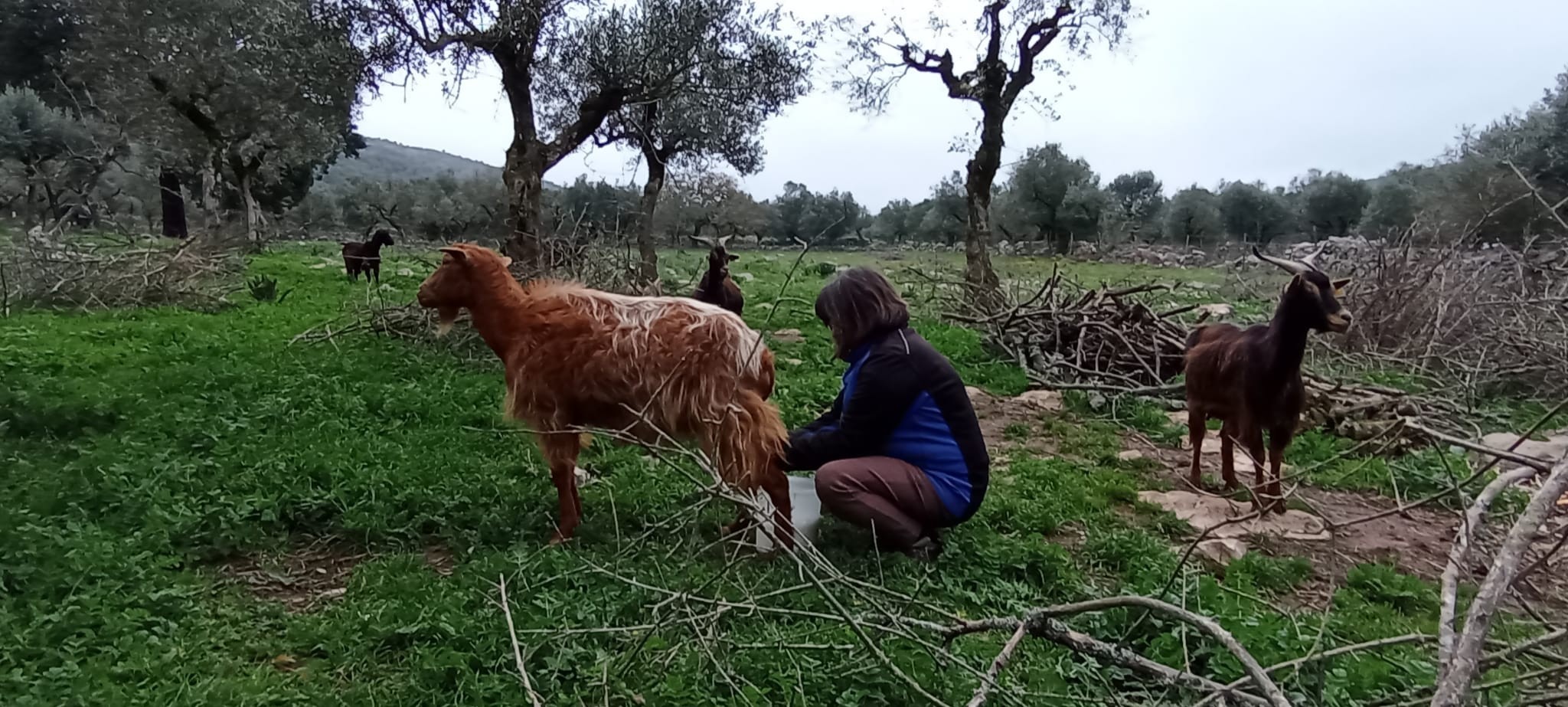 Experiências com Cabras