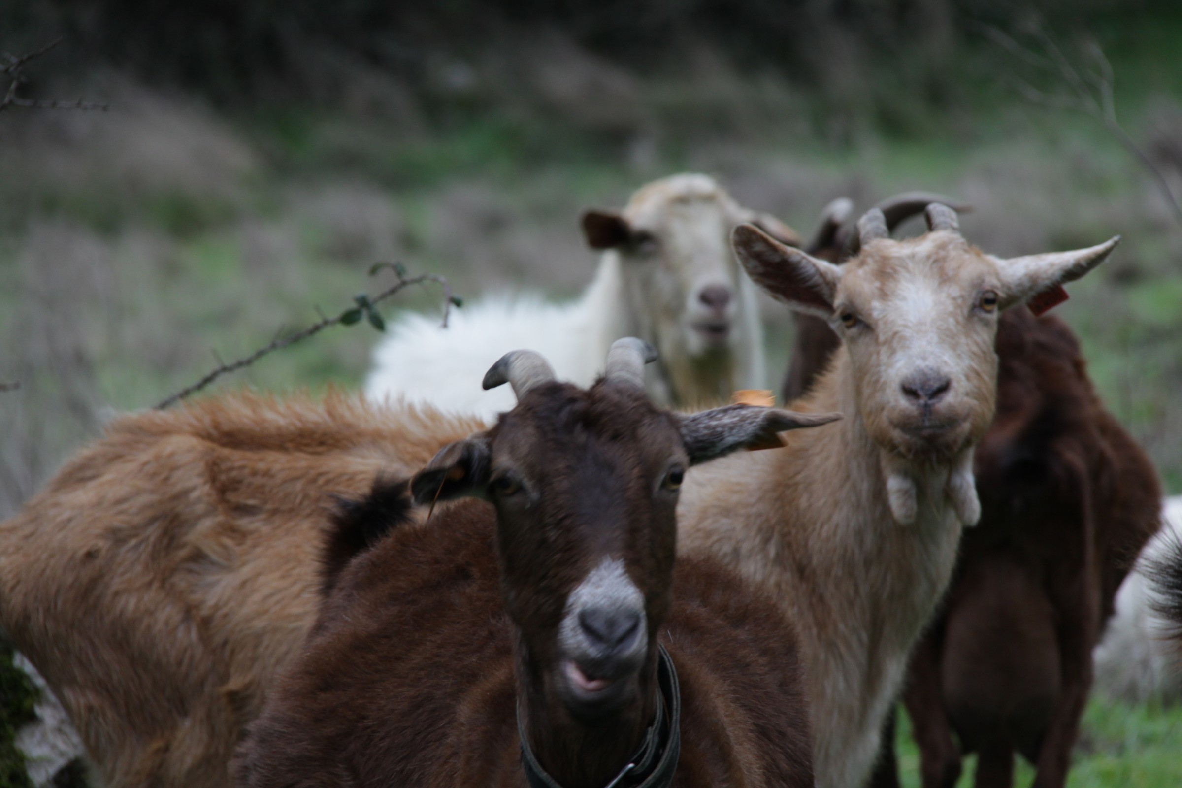 Venha cuidar dos animais da quinta