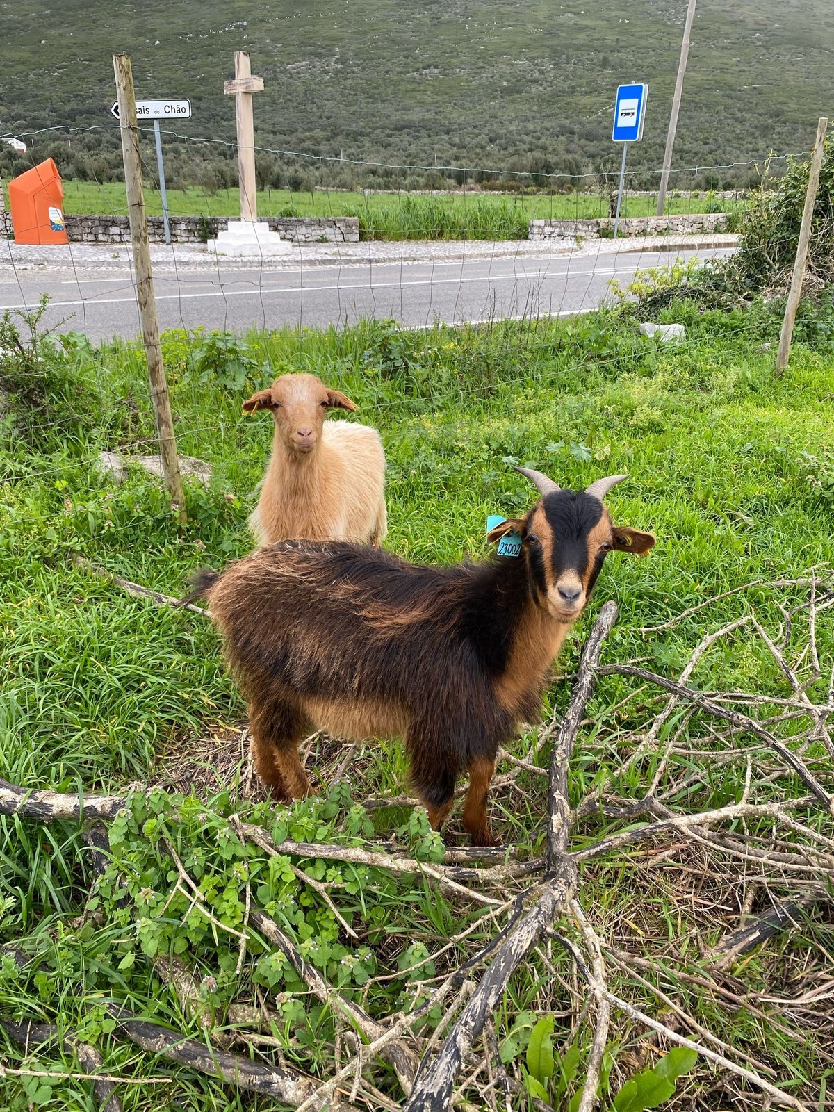 Experiências com cabras