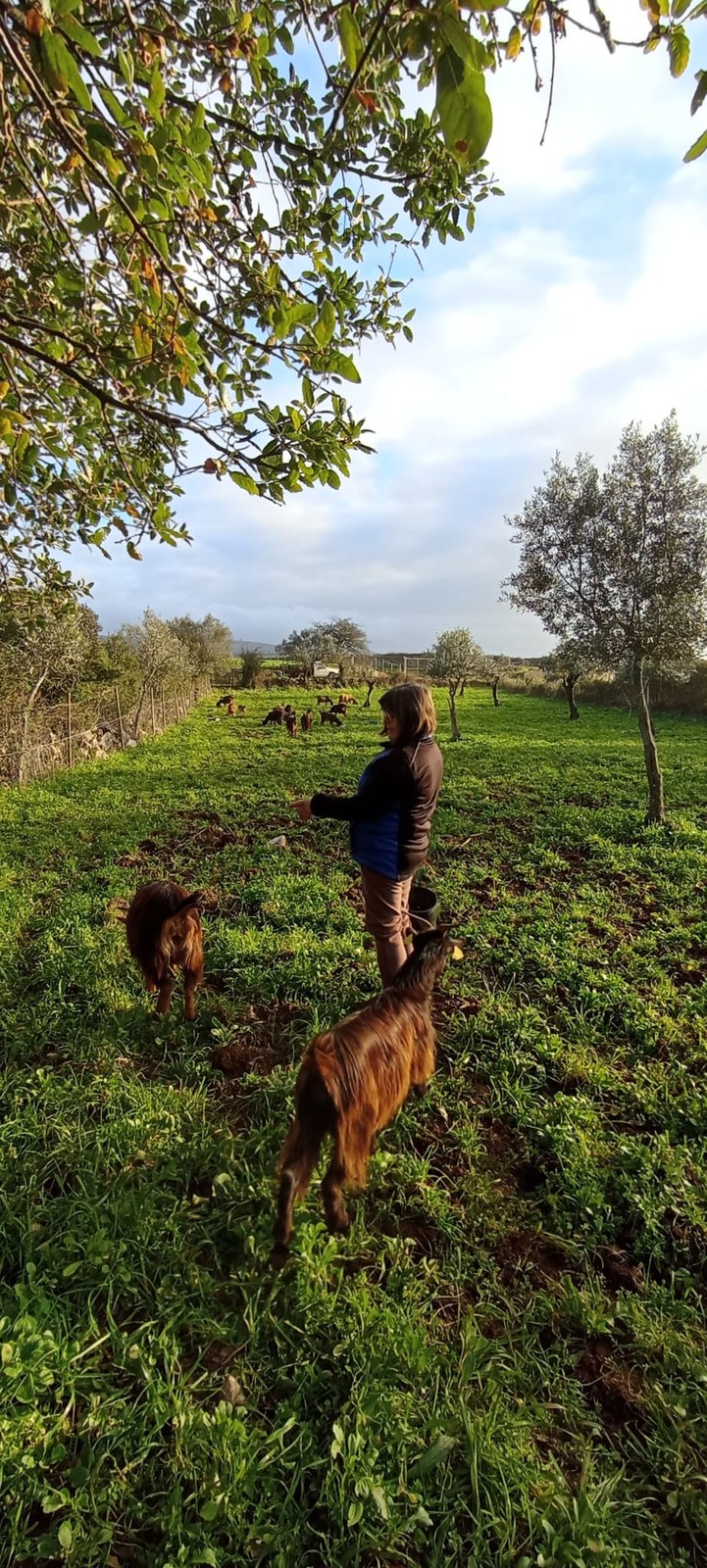 Experiências com cabras