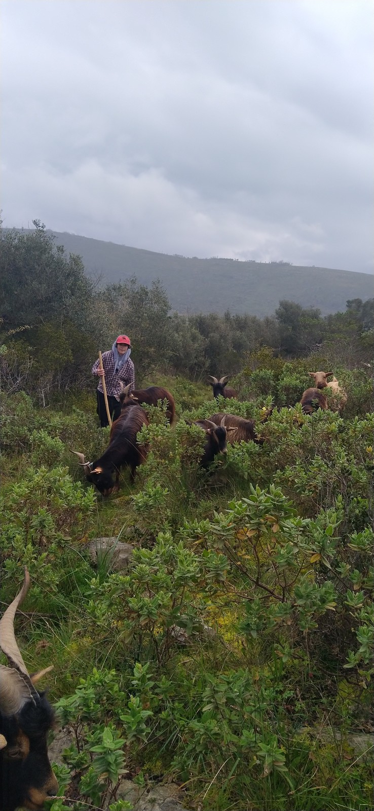 Experiências com cabras