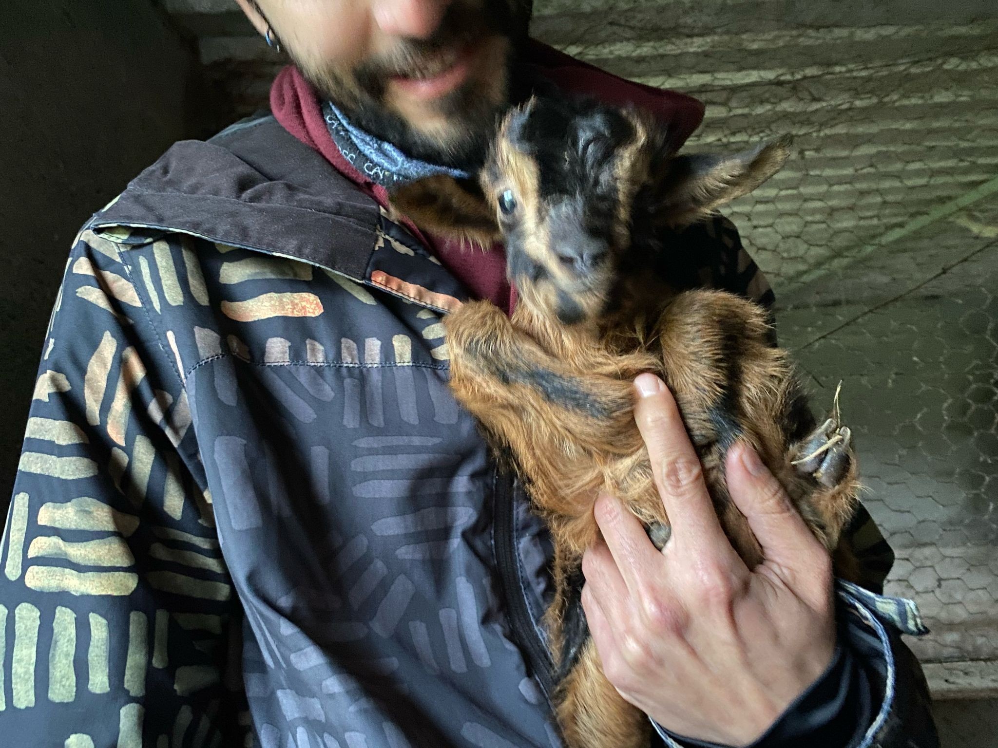 Experiências com cabras
