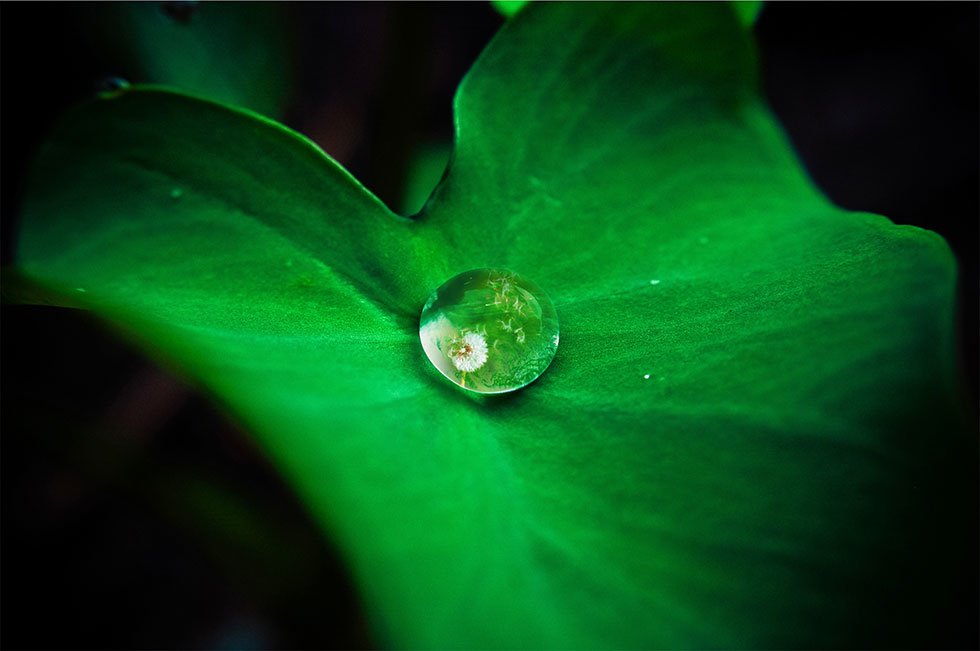 gota sobre folha